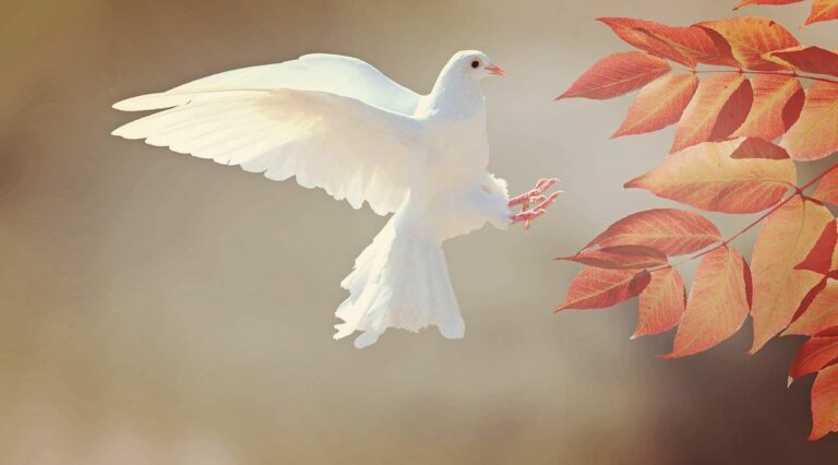 white-bird-dream-meaning
