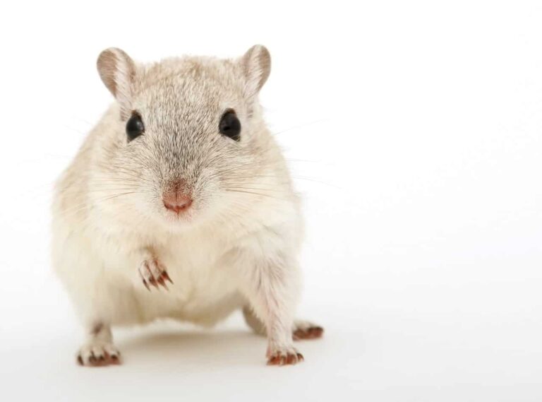 white-mouse-dream-meaning