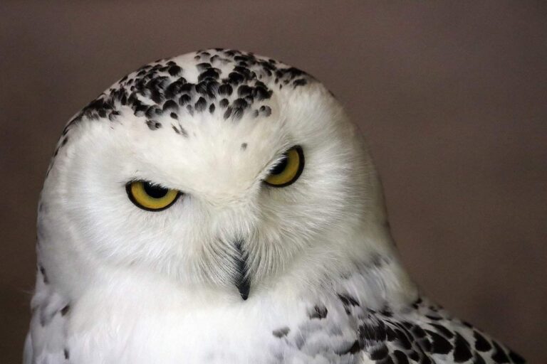 whie-owl-dream-meaning
