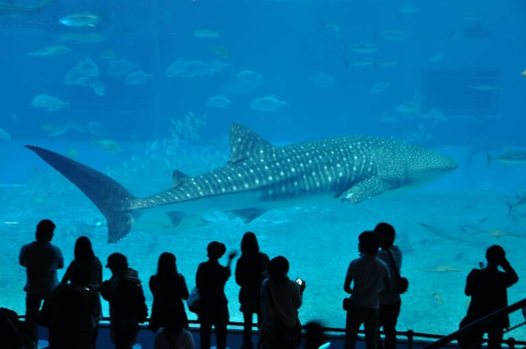 acquarium-dream-meaning
