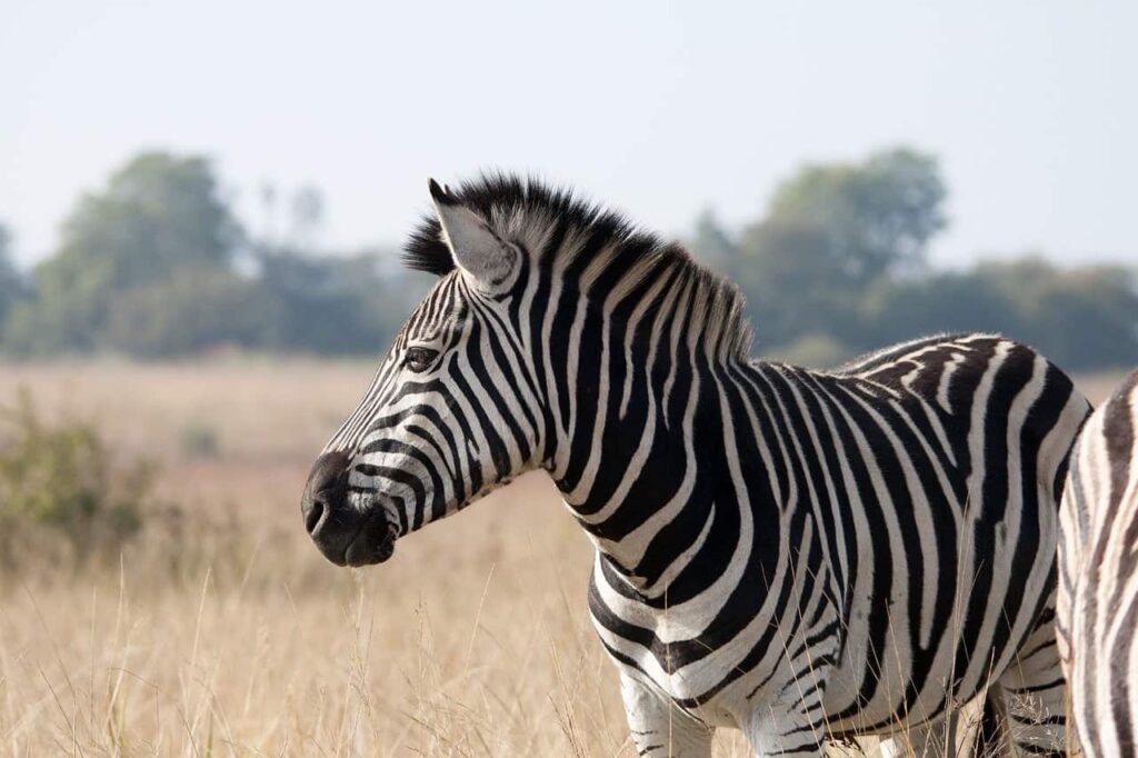 zebra-dream-meaning
