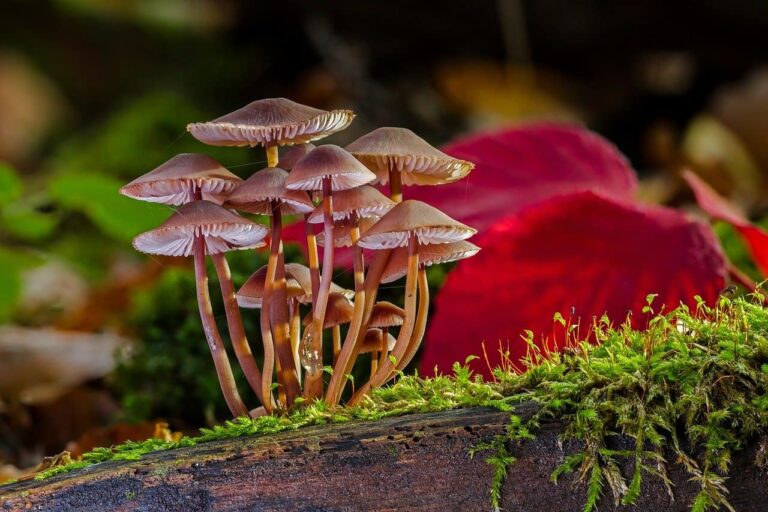 mushrooms-dream-meanings